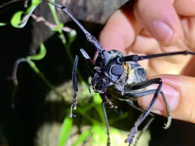 俗称"锯树郎",曾是农业大害虫,如今却有人抓来卖钱,10