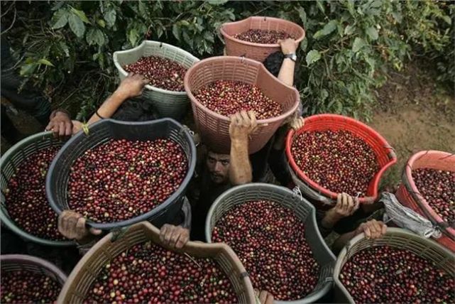 在南北纬回归线25度之间的三大洲满足咖啡树的生长环境:中南美洲,非洲
