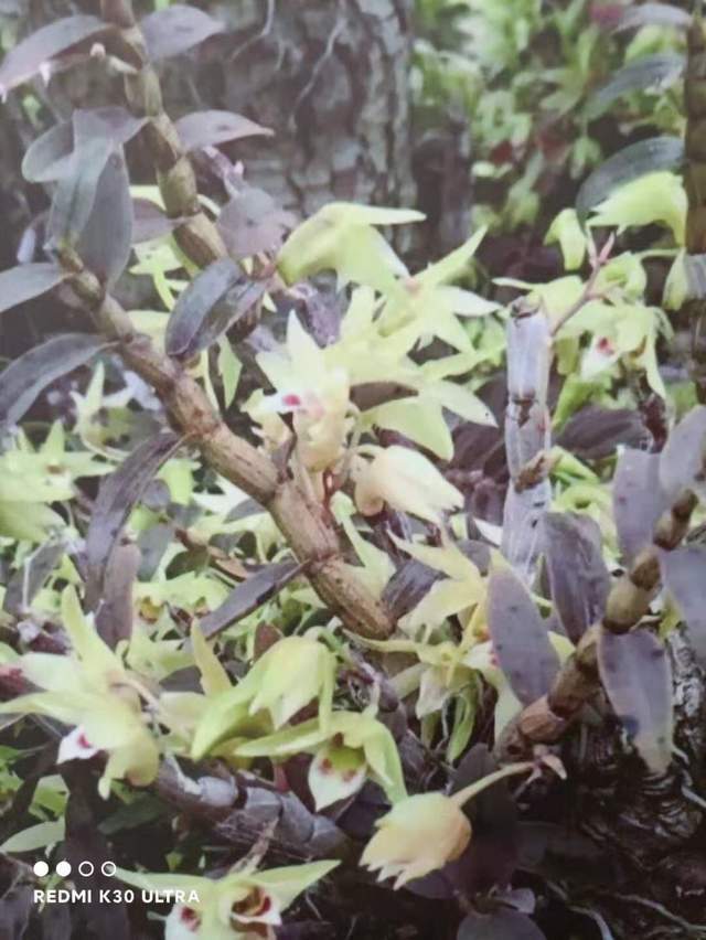 神奇仙草筑梦今朝—安康市岚皋铁皮石斛基地探访记