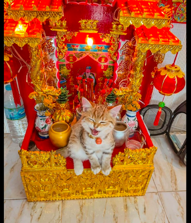 小猫坐在聚宝盆上面,还一副财神爷的样子:快点送贡品