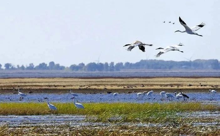 被誉为"鸟类栖息天堂"的湿地及自然保护区-吉林莫莫格
