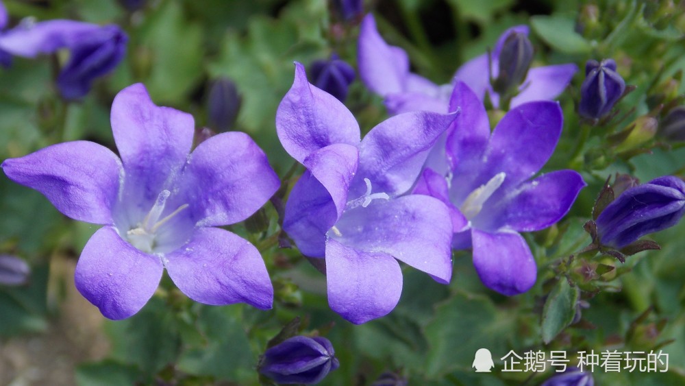 清新又养眼,好看又好养的植物 北方也能种