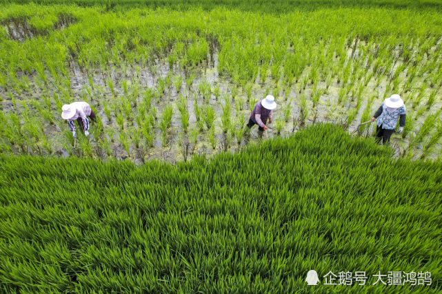 2021年8月23日,江苏省泰州市海陵区红旗街道南舍社区的农民在多彩稻田