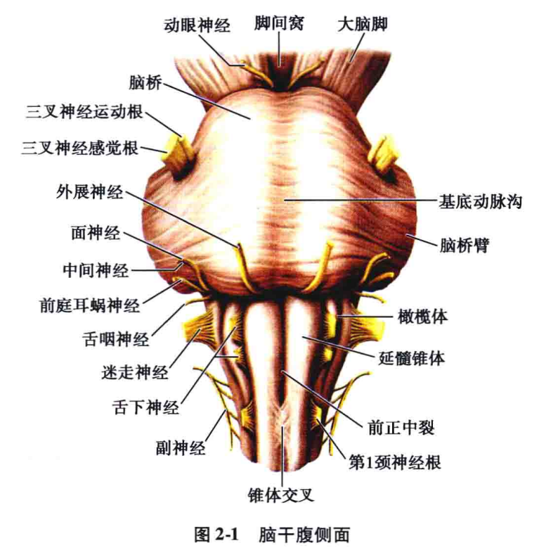 脑干生理解剖病损定位人手一册