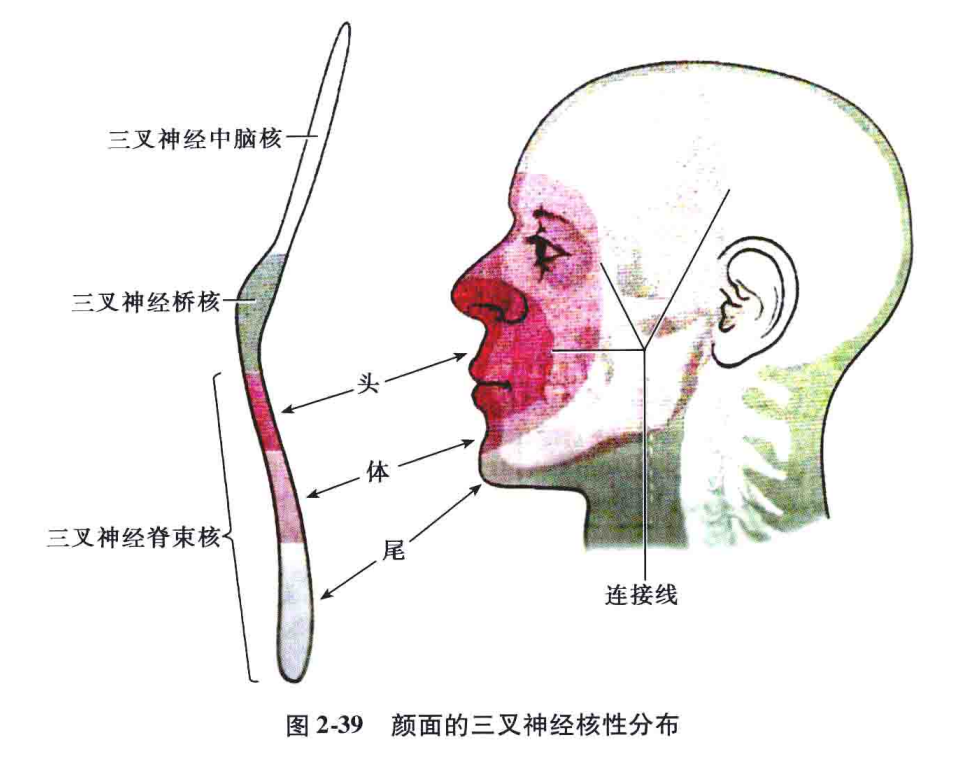 位于脑桥中部被盖的背外侧区,与脊束核的上端相续,向上延伸到三叉神经