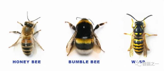 最胖的蜂类,女孩救起熊蜂后将其当宠物养,昆虫真能亲近人类吗?