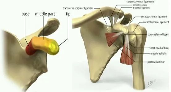 最全喙突骨折的解剖与手术技巧详解值得一读