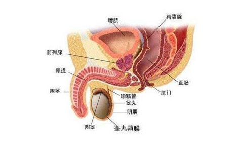 干细胞疗法为治疗男性前列腺炎提供新途径