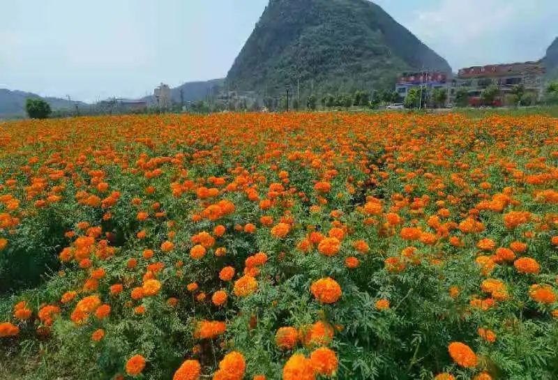 安顺第一波初秋花海开了!遍地金黄