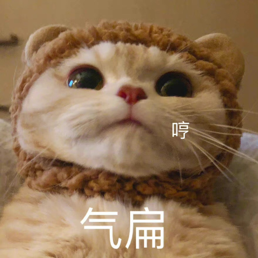 撒娇猫猫表情包