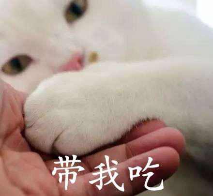 撒娇猫猫表情包