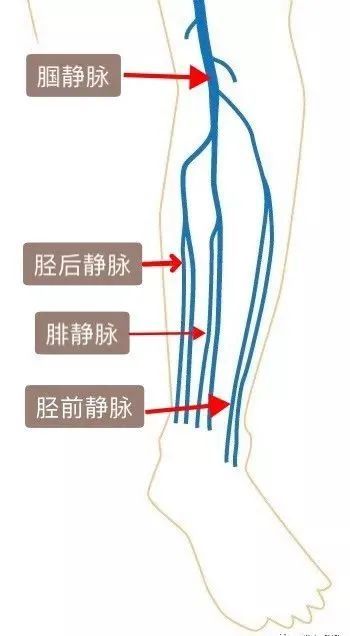 小腿静脉解剖