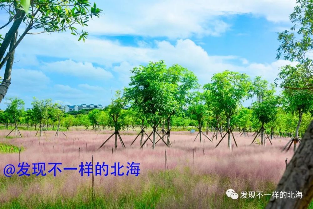 但是在北海市另外一个景区,冯家江滨海湿地公园的粉黛花海