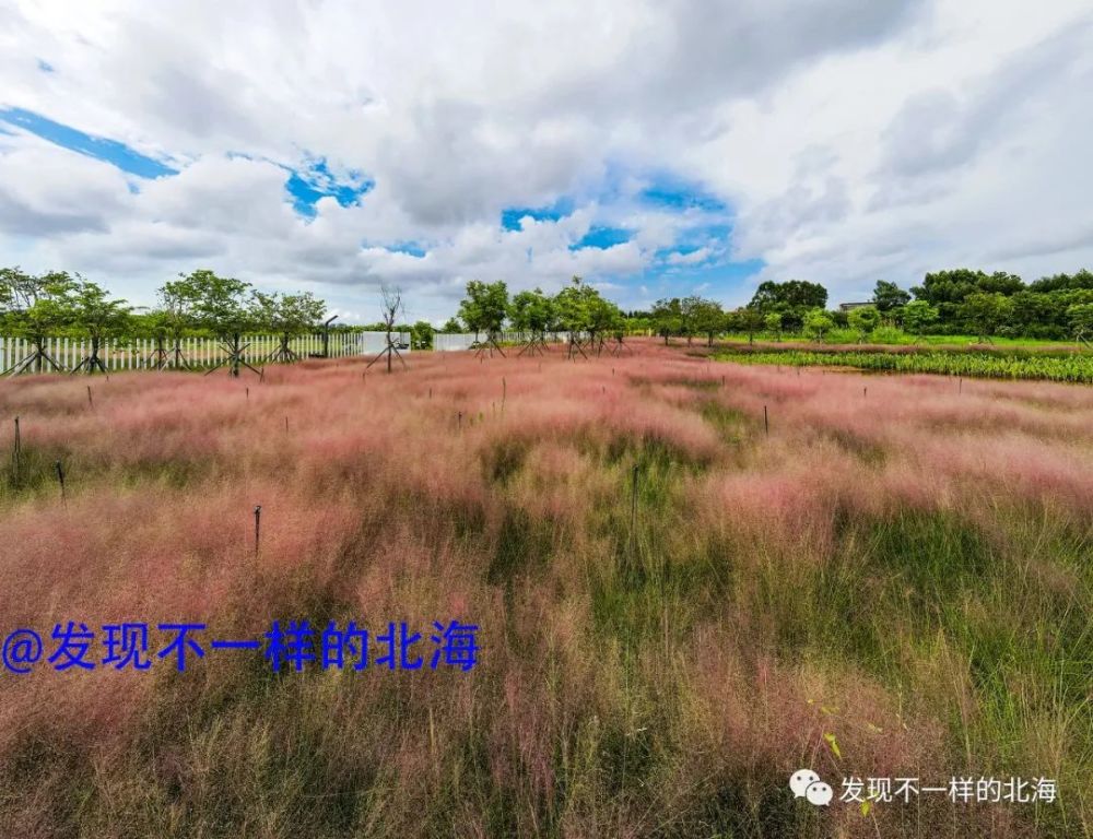 太漂亮了北海人期盼已久的网红粉黛花海来了就在这里