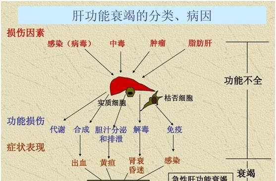 加上肝脏强大的自我再生能力,导致肝病初期很难被察觉,但若是以为只靠