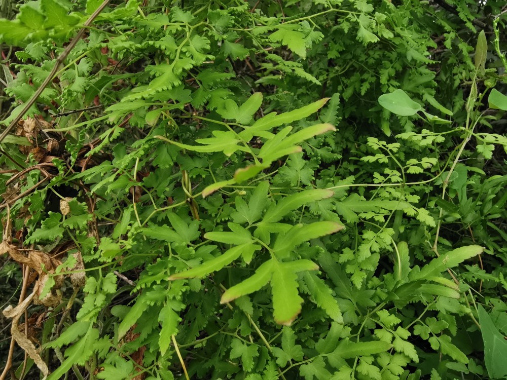 身边的中草药——海金沙