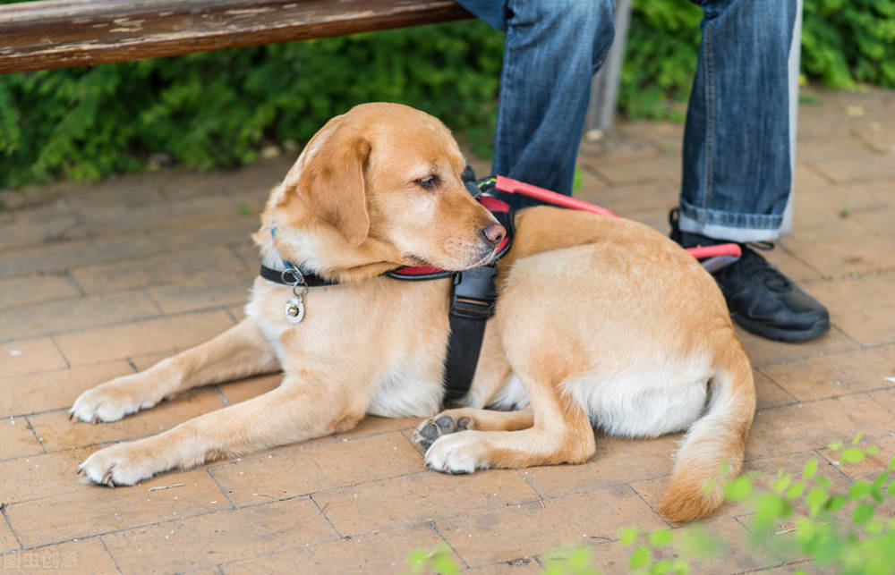 助残犬(或服务犬)是经过广过严格训练的犬,它可以帮助残疾人料理日常