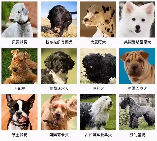 养品种犬,居然还有这些遗传病,你都清楚吗?