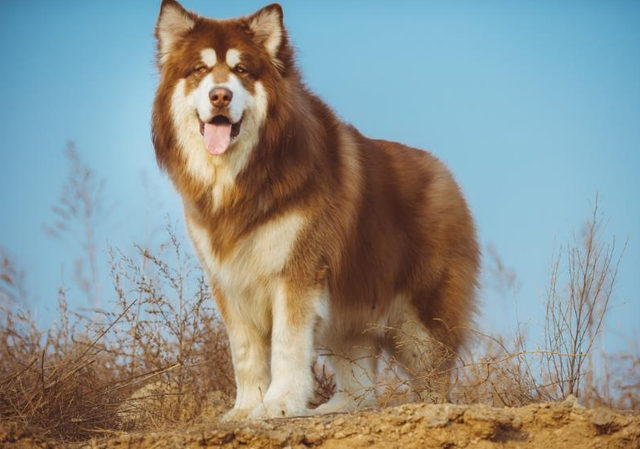 对阿拉斯加犬来说,主人这些行为,如同"酷刑"!