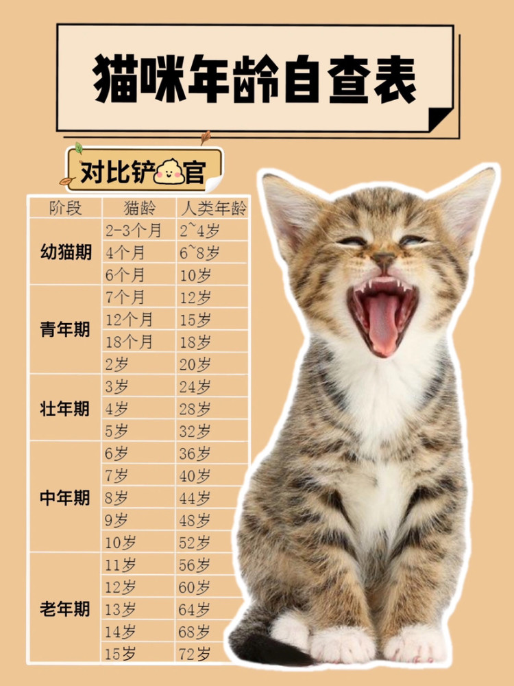 猫咪年龄自查