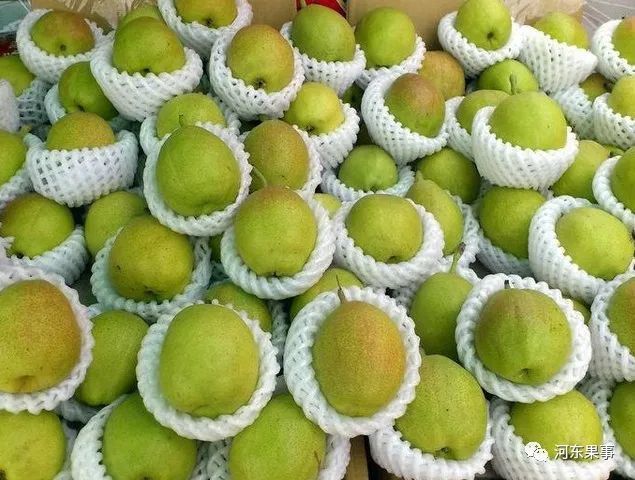 河北政府开始整顿梨果市场,库尔勒香梨的指导收购价格定了