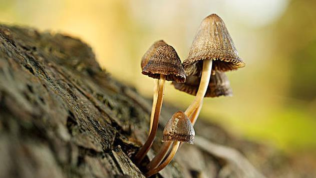世界最湿的地方几乎全年下雨当地居民被子都长蘑菇了