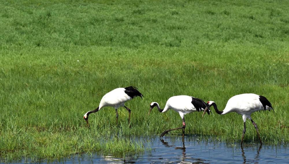 自驾好去处,齐齐哈尔扎龙湿地,看世界最大的丹顶鹤繁殖地
