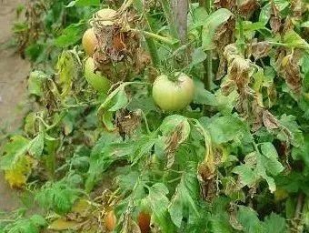 2,早疫病 番茄早疫病果 番茄早疫植株 防治方法:发病前后可用70% 代