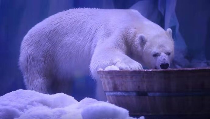 上海海昌海洋公园冰山北极馆的保育员,日前特意为北极熊cp"皮祖"和"