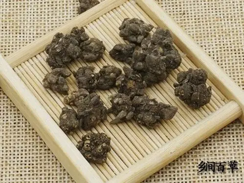 猫爪草的功效与作用,猫爪草对肺结节有效吗