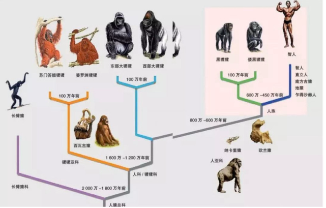 在动物分类学上,人科动物下分猩猩亚科和人亚科.