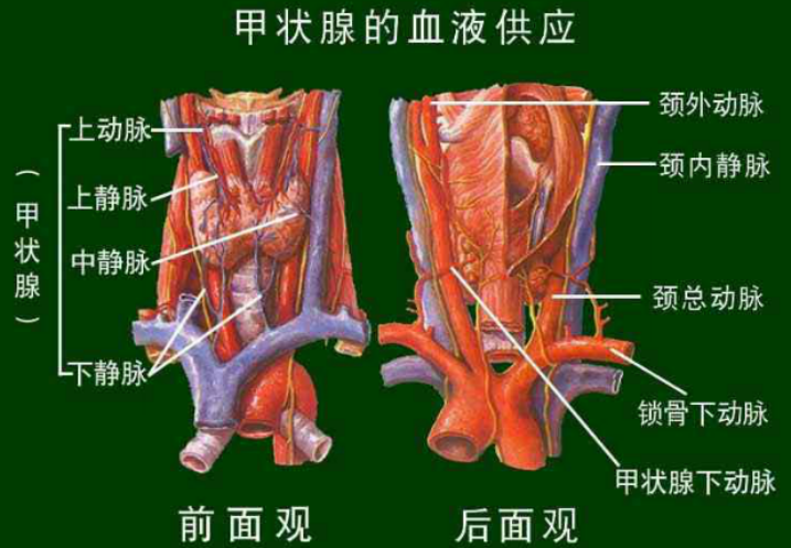 危害甲状腺的习惯