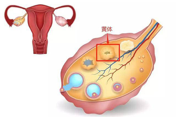 所以女性在月经的中后期要尤其当心,而在此之后,黄体就会慢慢萎缩