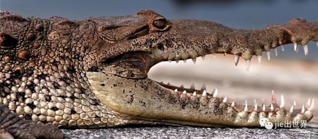 再来看看沼泽地里的恶霸鳄鱼,就拿可以活很久的短吻鳄来说吧,它巨大