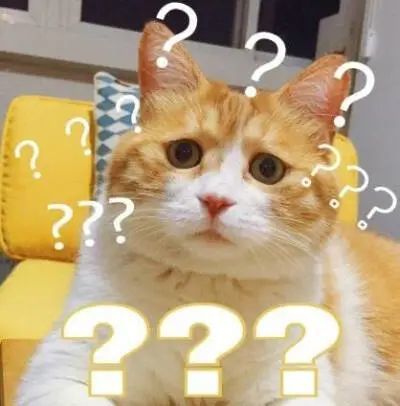 灵魂拷问:那些养奶牛猫的人后悔了吗?