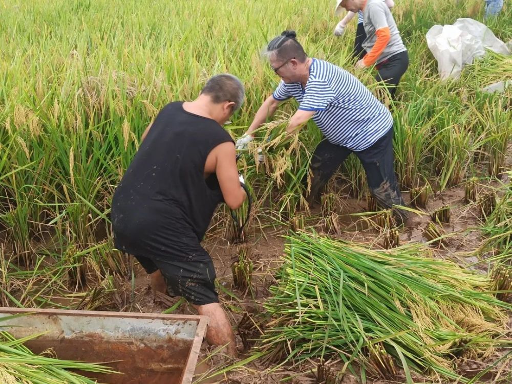 我为群众办实事丨助农抢收稻谷忙