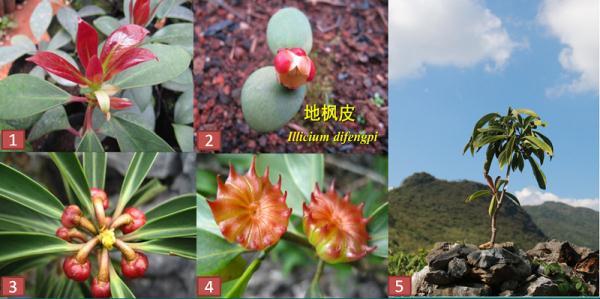 地枫皮嫩叶;2.子叶开花;3.花蕾;4. 果实;5.长在裸露岩石上的地枫皮