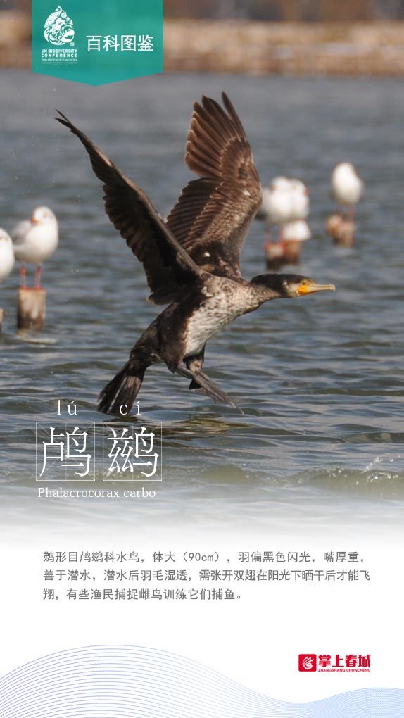 多样云南百科图鉴|