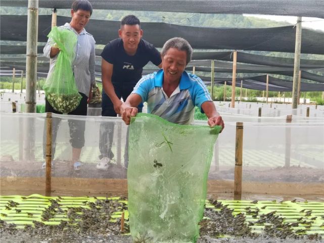 谭世木的经历并非个例,从建设初期到如今牛蛙苗投放,牛蛙养殖基地共