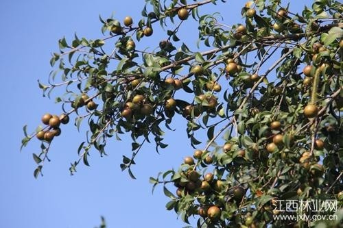 新余:油茶 科技 结出沉甸甸的油茶果