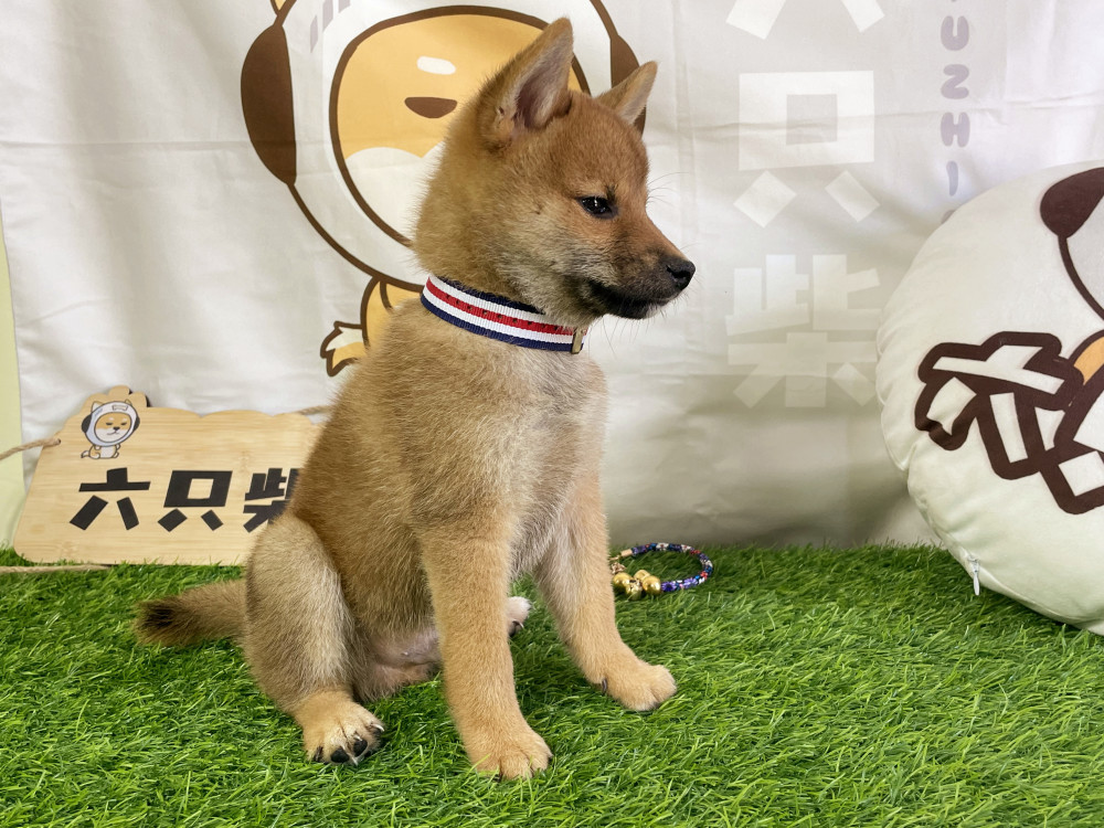 在挑选双血统柴犬时可以和犬舍主理人申请看幼犬父母的血统证书,这样