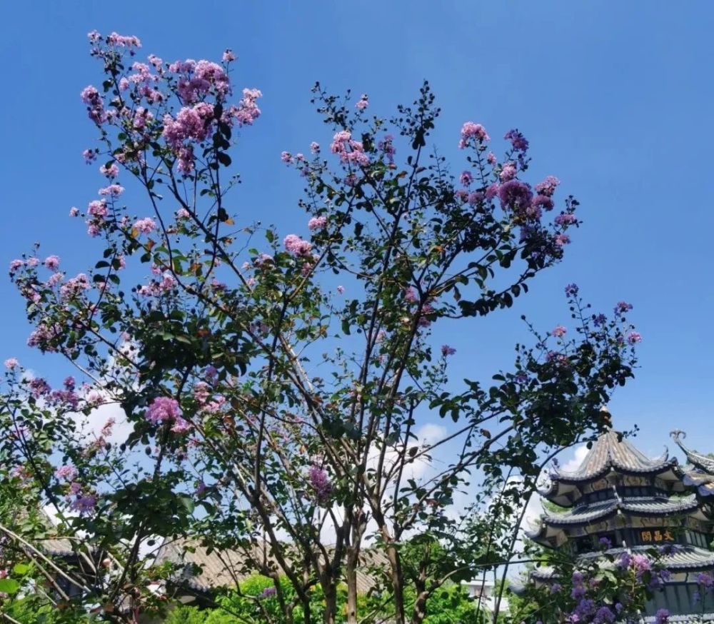 游广东四大名园余荫山房,看紫薇花盛开,感受浓浓的诗韵古风