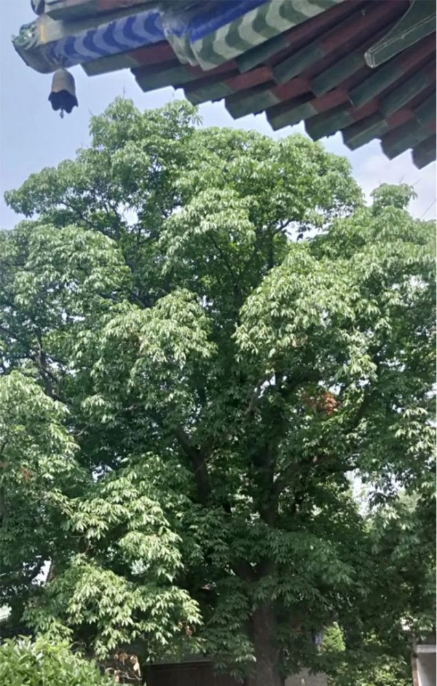 四,归于平淡的神树尽管裟椤树这名字听起来很高大上,但是本身外观上倒