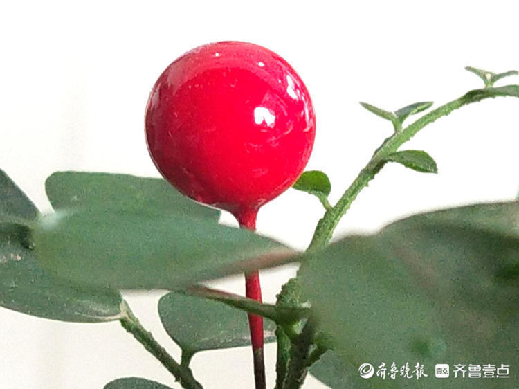 九里香红红的果实分外艳