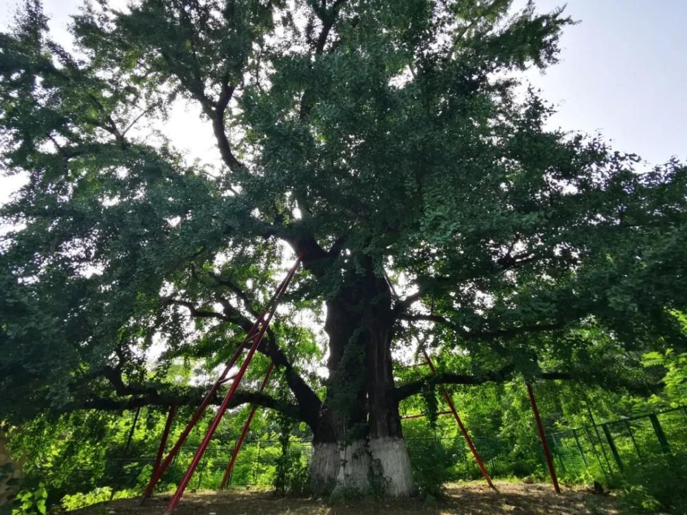 蚌埠最古老的银杏树,树高36米距今有千年历史,值得一观