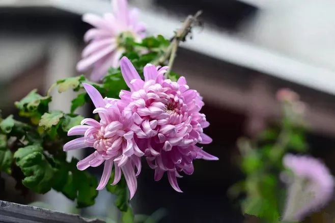 不第后赋菊
