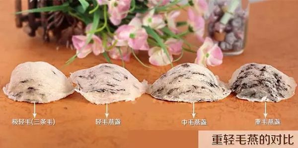燕窝分类—让你从燕窝小白变大神|燕巢|白燕|燕碎|燕角|燕窝|血燕