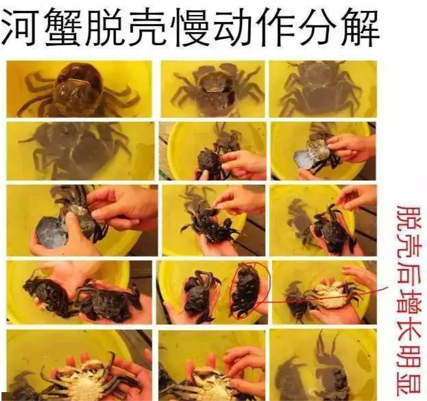 深度解析螃蟹的"变态"一生