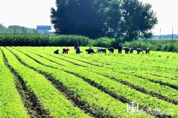 富裕县:中草药种植成增收新路