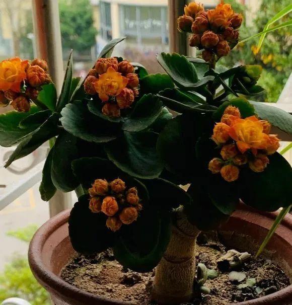 平常多晒太阳,土里定期补充磷钾肥,秋天嫁接好的长寿花,如果养护得当